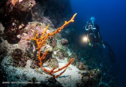 Corals at Srakane Wall