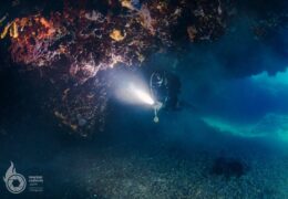 Artatore Reef Diving, M. Radović